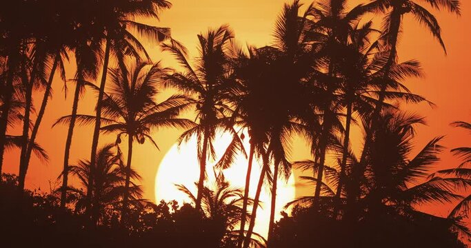 Rise of Big Sun Behind a Row of Palm Trees 