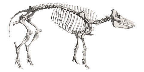 Animal Anatomy Pig Skeleton Scientific Illustration Fauna And Flora Anatomic Spooky Animal Farm 