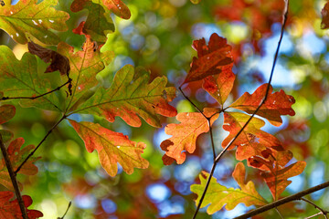 Oak leaves turning color