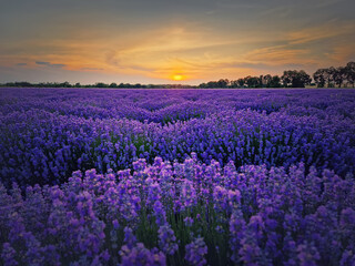 Idyllic view of blooming lavender field. Beautiful purple blue flowers in warm summer sunset light. Fragrant lavandula plants blossoms in the meadow