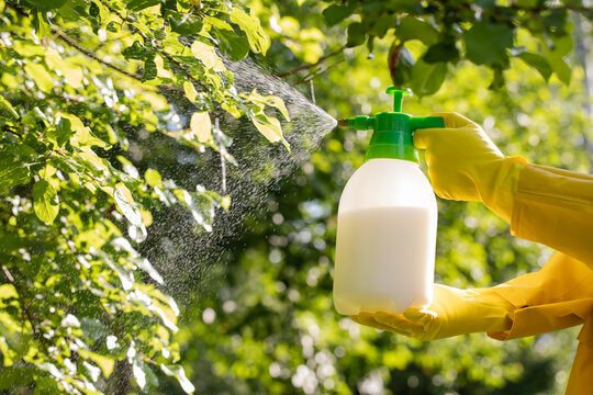 The gardener sprays apple tree in the garden with a spray bottle. Pest control concept. Caring for garden plants.