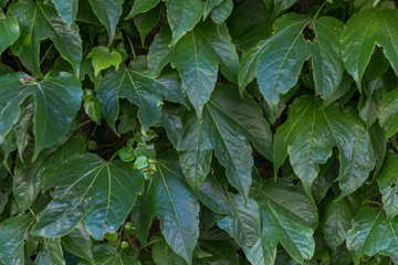 Fototapeta na wymiar green leaves of a plant