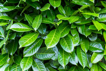 green leaves background