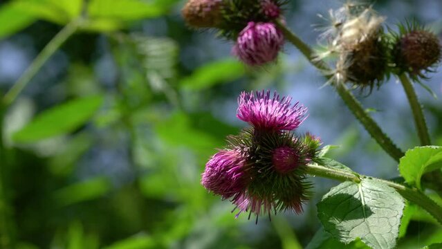 Carduus personata in natural environment - (4K)