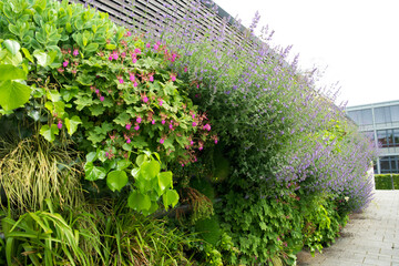 Vertical garden. Urban greening with a living wall. Green wall in Oldenburg. Green facade in the summer.