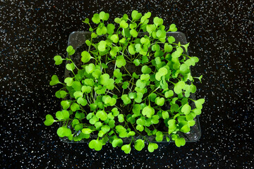 Microgreen Arugula in a tray on a dark background, top view of fresh sprouts. Young plants of Eruca vesicaria