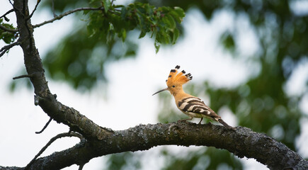 Crested Hoopoe Upupa epops it flies to the nest and carries food for the female for the young. © Jiří Fejkl