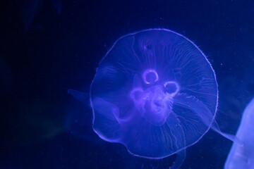 Aurelia aurita - also called the common jellyfish, moon jellyfish, moon jelly or saucer jelly