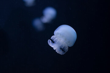 Naklejka na ściany i meble Aurelia aurita - also called the common jellyfish, moon jellyfish, moon jelly or saucer jelly.