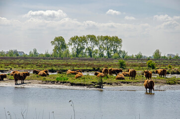 Group of highland cows by a creek in a wet and flat landscape  on the nature island of Tiengemeten...