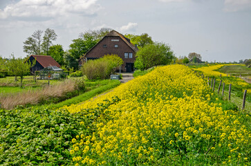Plakat Rapeseed growing in abundance on an old dike on the nature island of Tiengemeten in the Netherlands