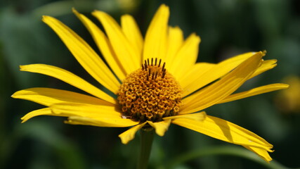 SONY DSC
