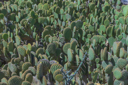 grupo de nopales de diferentes colores, tama&ntilde;os, naturales, se tomo con luz natural durante el d&iacute;a, se puede utilizar como fondo.