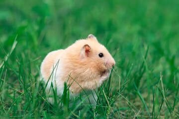 Cute fluffy Syrian hamster washes in green grass, eats from paws