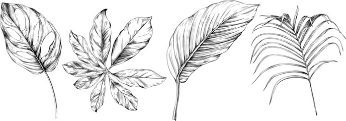 Leaves isolated on white collection. Tropical leaves set. Hand drawn vintage illustration.