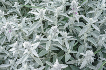 Flowers Stachys byzantina, gray flower background