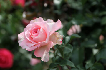 Blooming pink rose in rose garden