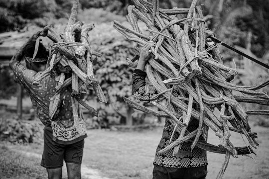 Sao Paulo, SP, Brazil - April 20 2023: Black and white photograph of people carrying Jagube vines on their shoulders details.