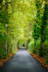 Fototapeta na wymiar Paved road with leafy trees on the sides with lots of green color