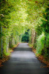 Fototapeta na wymiar Paved road with leafy trees on the sides with lots of green color
