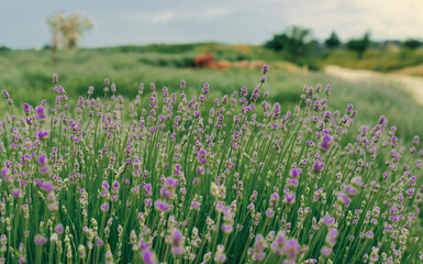 Lavender flowers in the field grow in the field