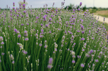 Fototapeta premium Lavender flowers in the field grow in the field