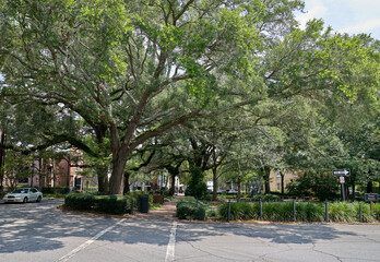 Crosswalk in Savannah's Historic District with Oak Trees, and Spanish Moss