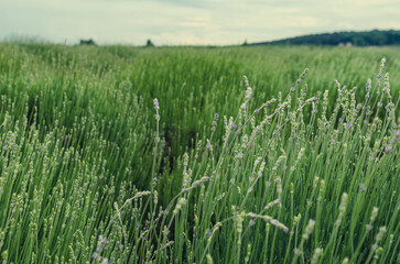 Lavender flowers in the field grow in the field