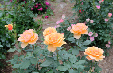 Blooming roses in rose garden