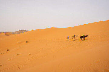 Fototapeta na wymiar Camels in the Sahara desert on the outskirts of Merzouga, Morocco