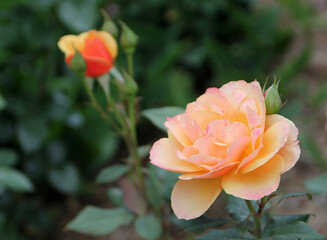 Blooming rose in rose garden