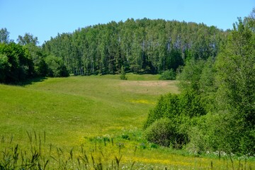 Obraz premium Panoramic view of the meadow, forest. some birch trees in the foreground. A very scenic meadow, a fabulously romantic place.