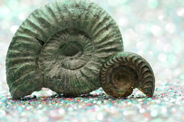 Ammonite fossil on a dark background