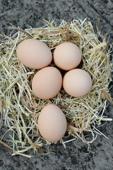 closeup the bunch pink brown hen eggs with nest soft focus natural grey brown background.