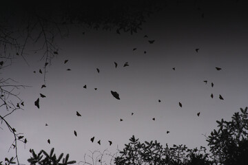 Flock of butterflies
