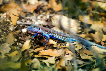 Blue lizard on the rock