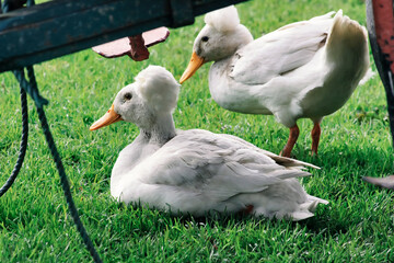Bali Duck Couple