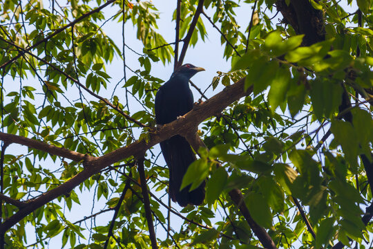 Asian koel bird
