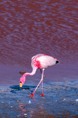 Wild fauna in the red lagoon in the bolivian altiplano