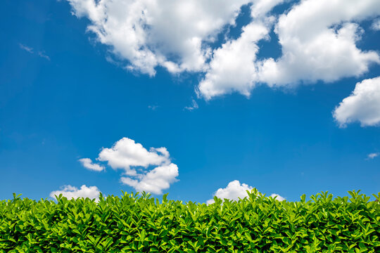Hedge of evergreen cherry laurel against blue sky with clouds