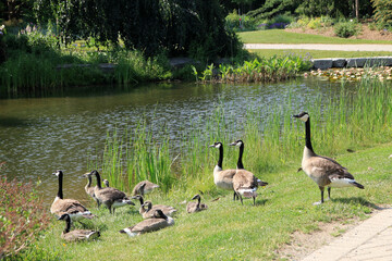 Geese flock on the pond's beach