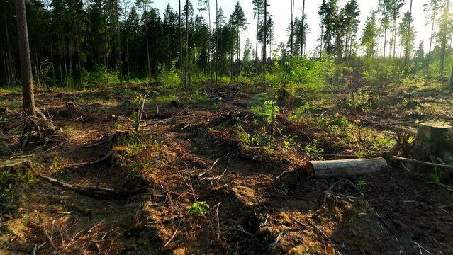 Deforestation forest and Illegal logging. Forest destruction and felling of trees. Cutting trees. Stacks of cut wood. Forests illegal disappearing. Deforestation, ecology and environmental pollution.