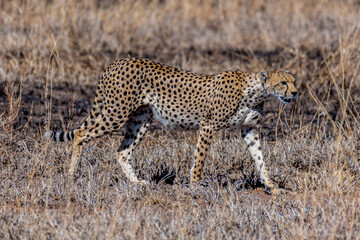 Wild cheetah in serengeti national park
