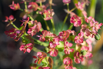 Euphorbia cyparissias, cypress spurge, flowers closeup selective focus