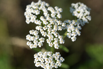 Achillea millefolium, common yarrow white flowers closeup selective focus © aga7ta