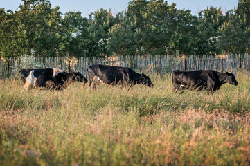 domestic cows in a summer field on the way home