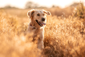 golden retriever dog walking at sunset magical light in wheat field