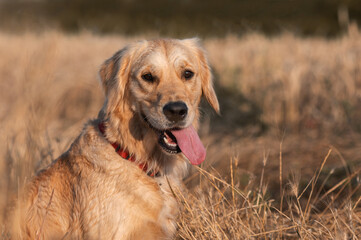 Obraz premium golden retriever dog walking at sunset magical light in wheat field