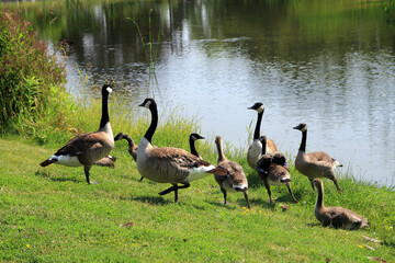 Geese flock on the pond's beach