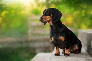 Dachshund dog beautiful pet portrait on a green spring bokeh background